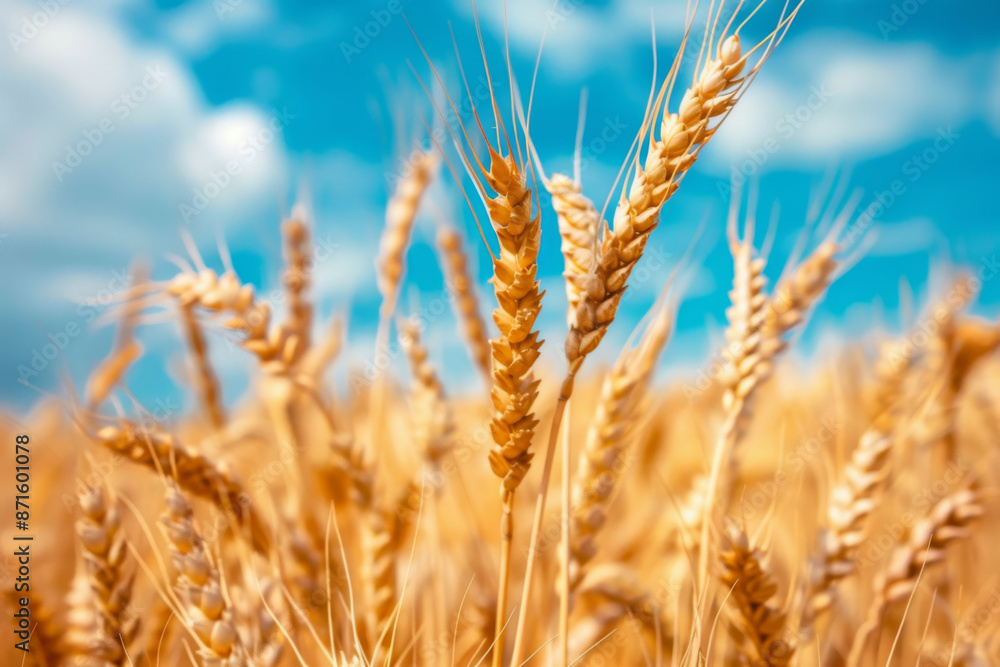 Golden Wheat Field Under a Blue Sky Golden Wheat Field Under a Blue Sky