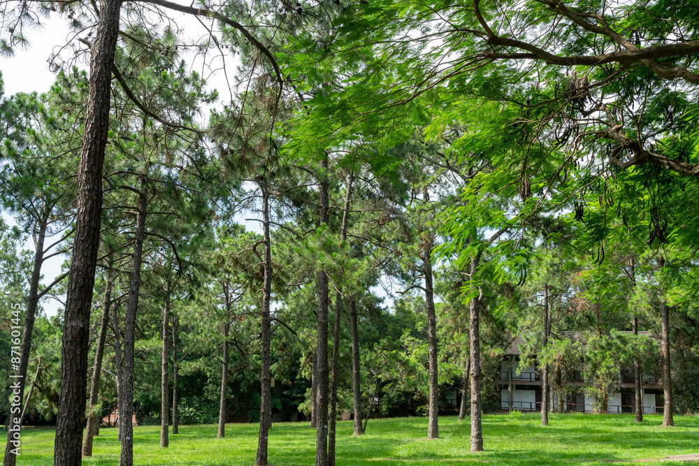 A breathtaking forest environment filled with vibrant green plants and dense foliage creates a serene and tranquil atmosphere. Sunlight filters through the leafy canopy A breathtaking forest environment filled with vibrant green plants and dense foliage creates a serene and tranquil atmosphere. Sunlight filters through the leafy canopy
