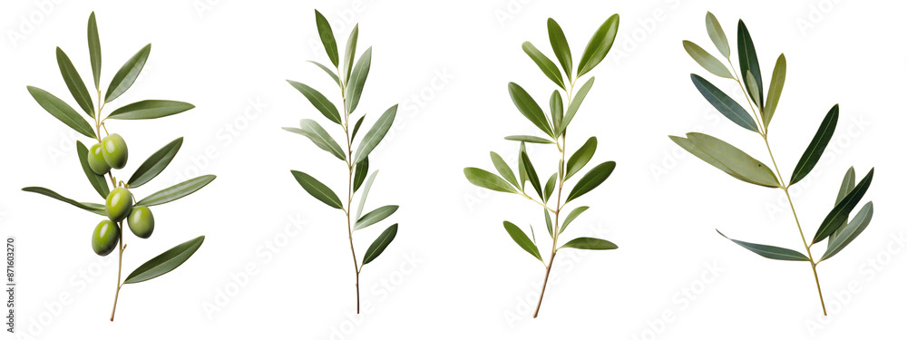 Olive plant herbs leaf png cut out element set Olive plant herbs leaf png cut out element set