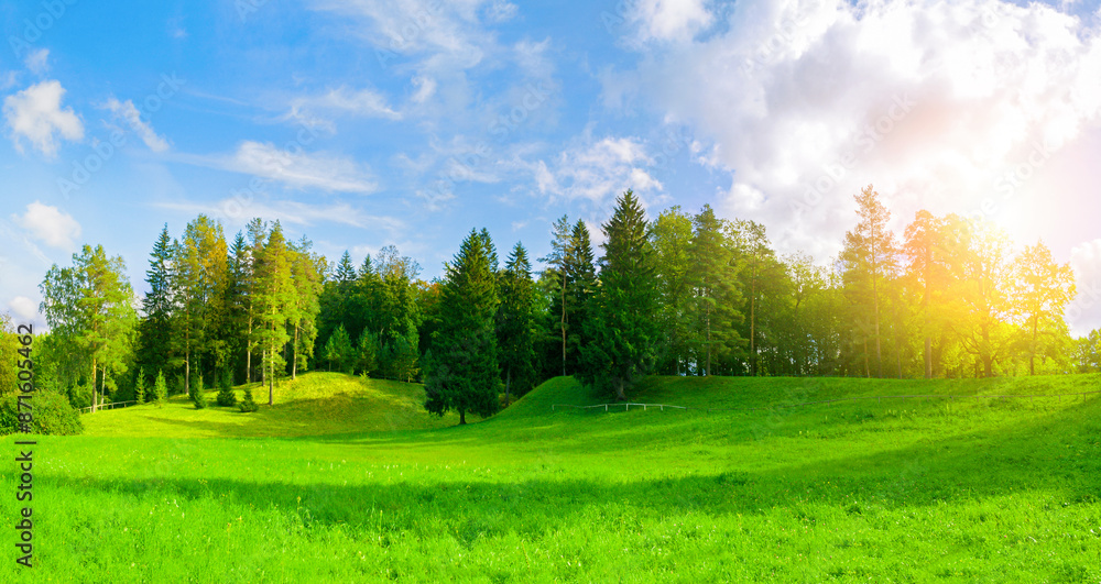 Forest spring landscape - dense forest trees in the valley in sunny weather, panoramic view Forest spring landscape - dense forest trees in the valley in sunny weather, panoramic view