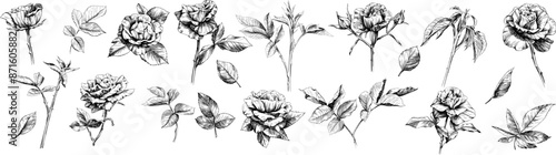 Hand drawn wild rose flower botanical vintage illustration  isolated on white. Wild spring leaf wildflower.