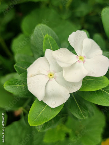 Catharanthus roseus, Rose Periwinkle is a flowers bloom in clusters or clusters are pink or purple and white