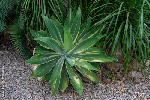 The beautiful agave exudes a mysterious charm under the sunlight