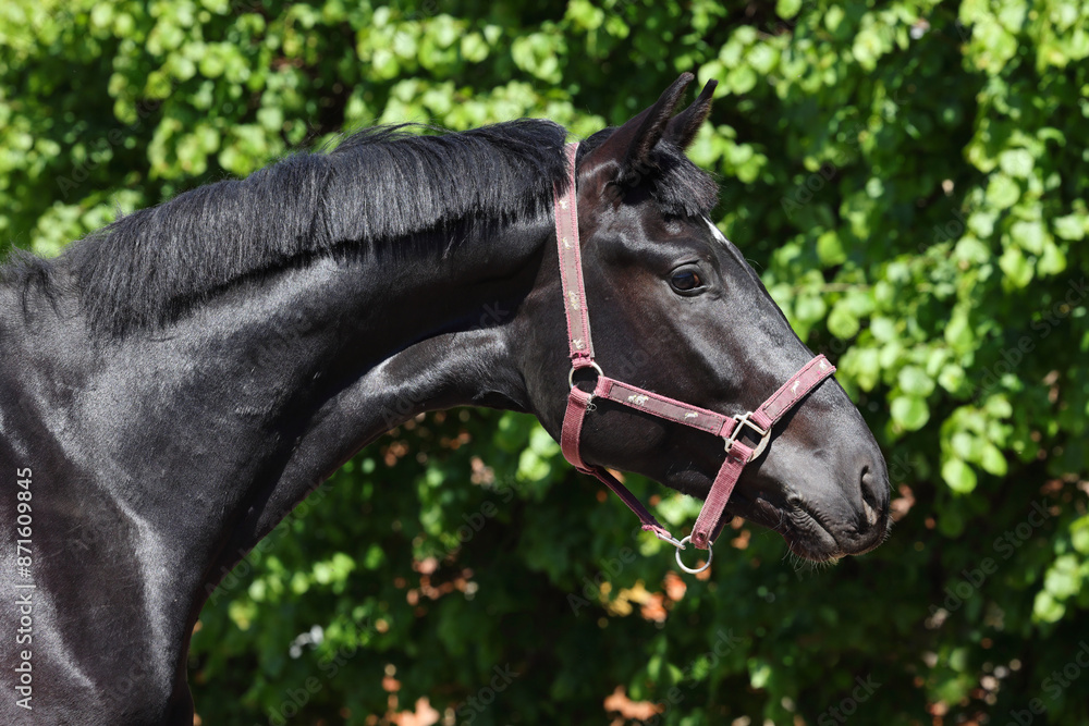 Thoroughbrd race horse portrait on dark green background