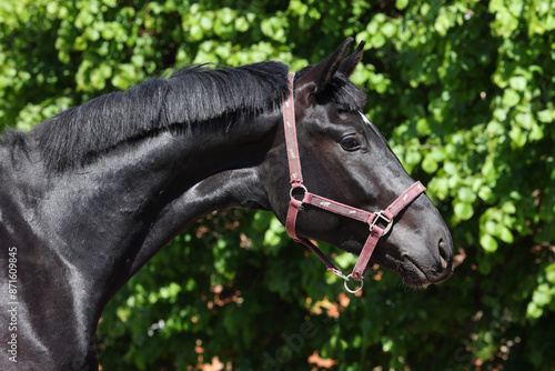Obraz na płótnie Thoroughbrd race horse portrait on dark green background w salonie