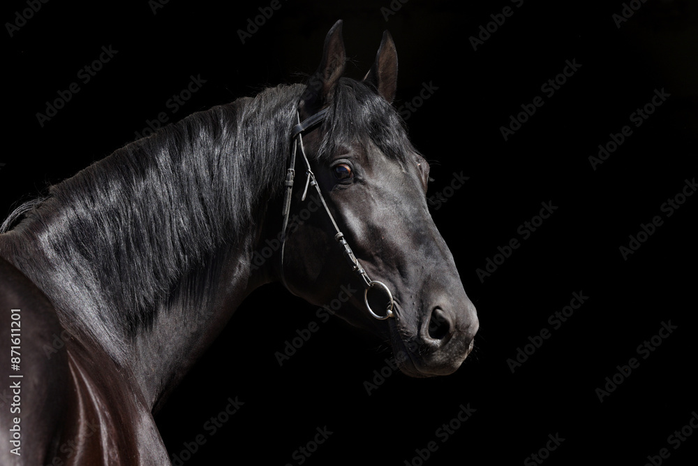 Beautiful black horse standing in the stable door