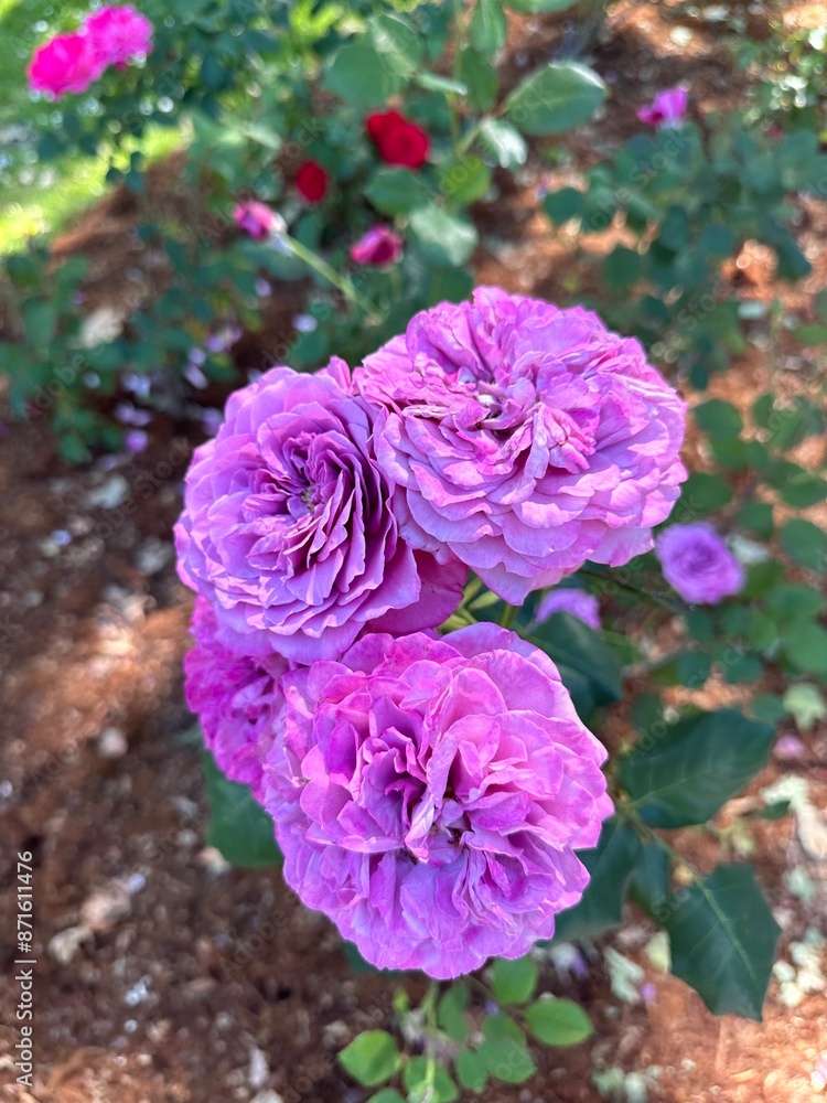 pink and white roses