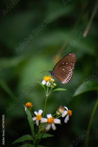 Butterflies and flowers in the backyard at the close of the day.