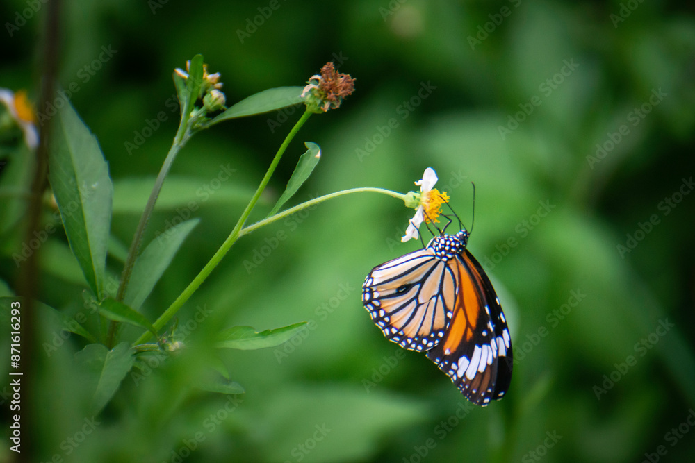 Butterflies and flowers in the backyard at the close of the day. Butterflies and flowers in the backyard at the close of the day.