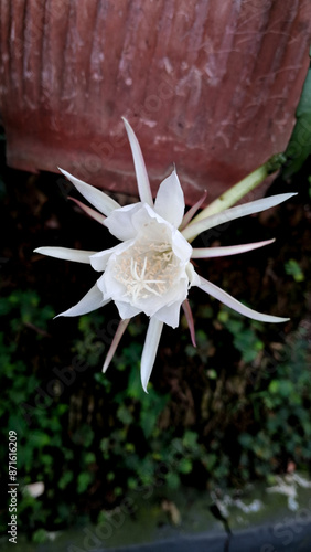 flower of a fishbone cactus photo