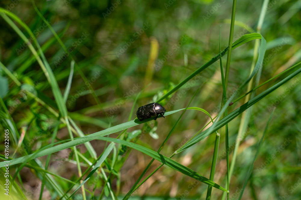 Shining rose beetle on grass Shining rose beetle on grass