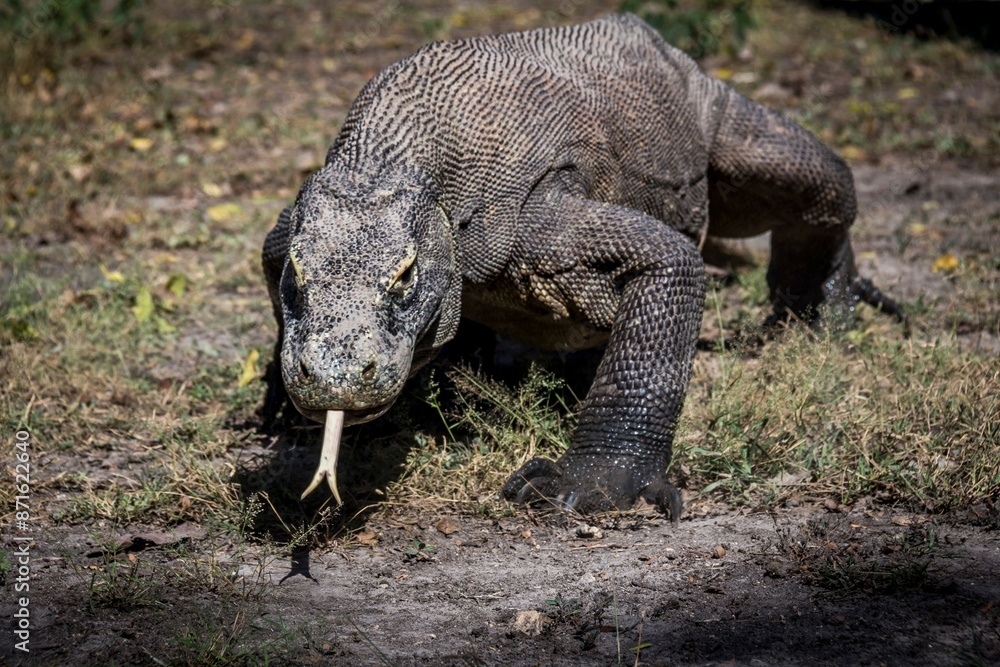 komodo dragon on beach, Komodo Island, East Nusa Tenggara, Indonesia komodo dragon on beach, Komodo Island, East Nusa Tenggara, Indonesia