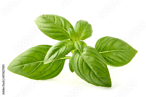Raw Green Organic Basil leaves, isolated on white background.