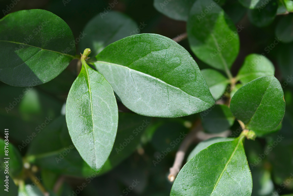 Oval-leaved privet leaves
