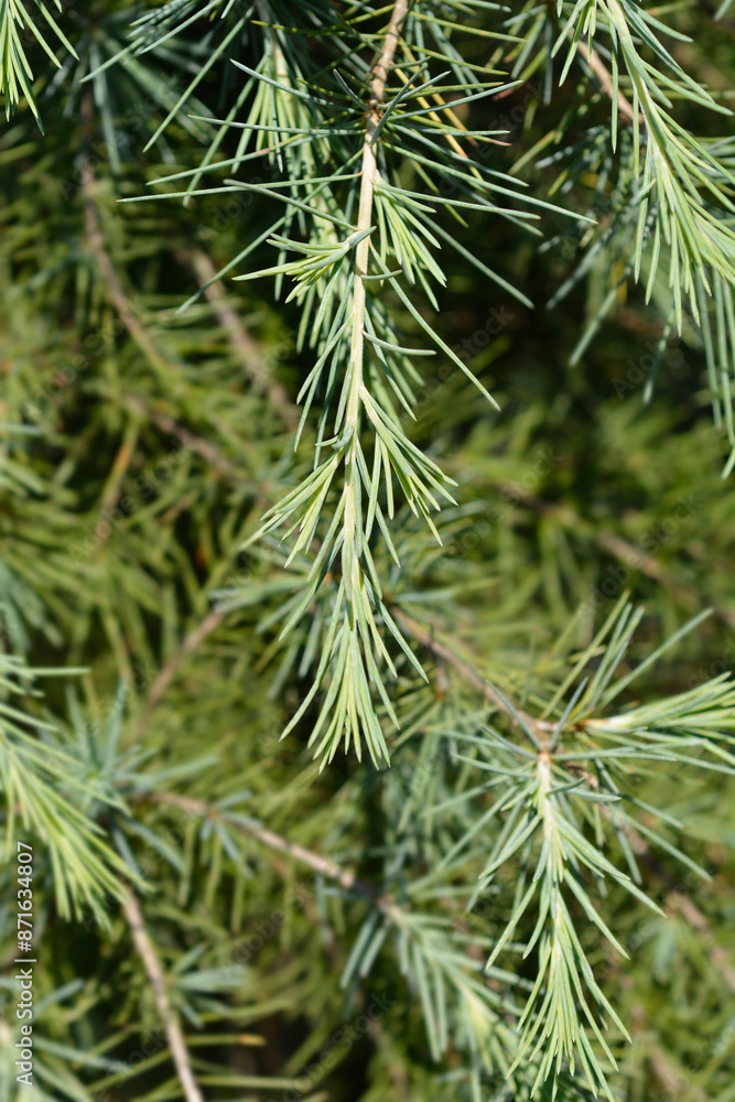 Deodar cedar branch Deodar cedar branch