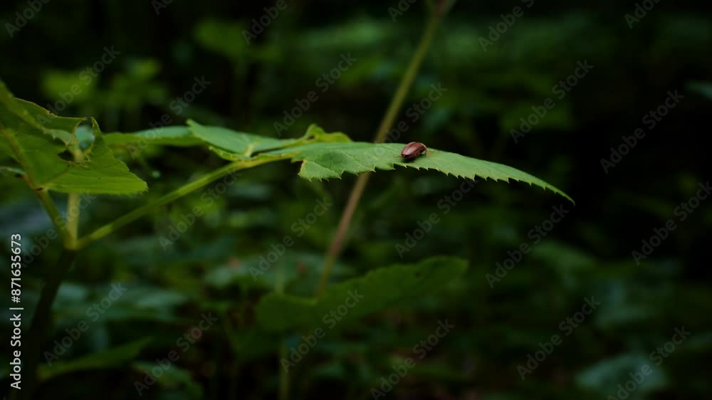 Orange bug making way across leaf shaking in wind Orange bug making way across leaf shaking in wind