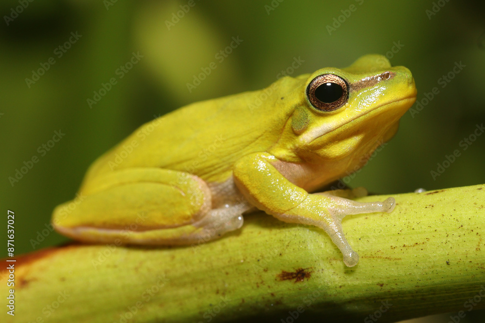Eastern dwarf tree frog (Litoria fallax) Eastern dwarf tree frog (Litoria fallax)