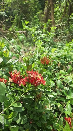 Wallpaper Mural Slow motion Vertical video: Beautiful Swallowtail Butterfly In Garden Torontodigital.ca