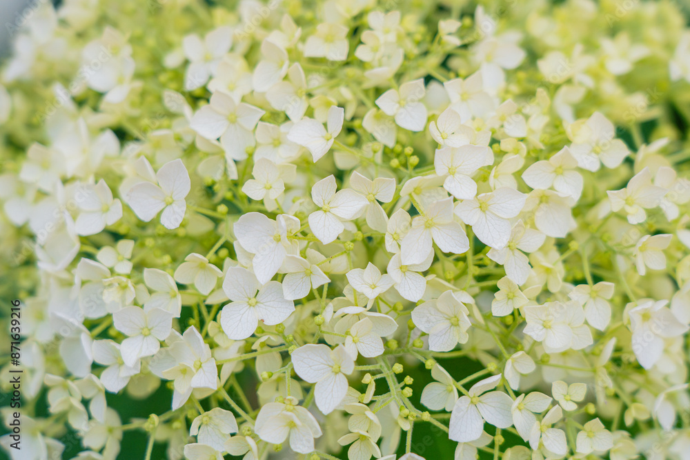 Fototapeta premium Hydrangea Flowers, Blooming White Hortensia, Hydrangea Paniculata Flower Closeup, Large Inflorescences