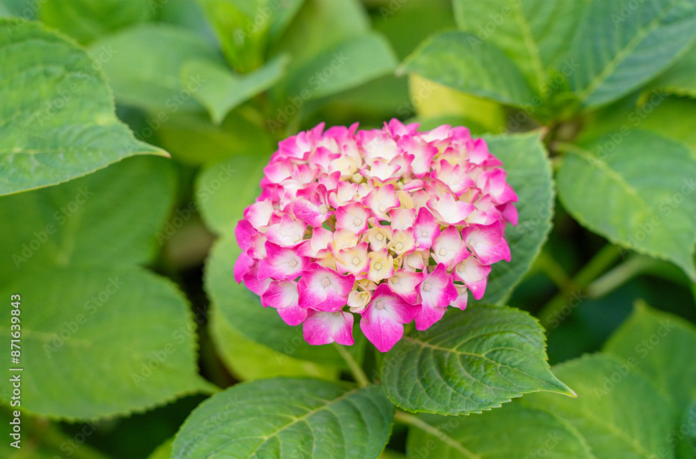 Hydrangea Flowers, Blooming Pink Hortensia, Hydrangea Paniculata Flower Closeup, Inflorescences Hydrangea Flowers, Blooming Pink Hortensia, Hydrangea Paniculata Flower Closeup, Inflorescences