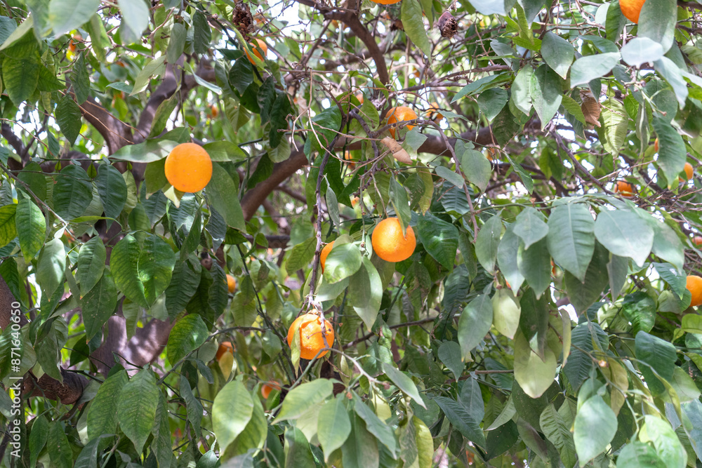 Orange trees with fruits, tangerines, ripe citrus outdoor, orange harvest in Marrakesh garden Orange trees with fruits, tangerines, ripe citrus outdoor, orange harvest in Marrakesh garden