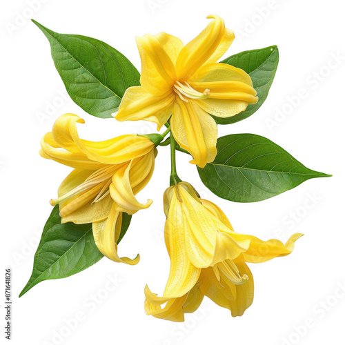 Beautiful ylang-ylang flower flat lay, top view