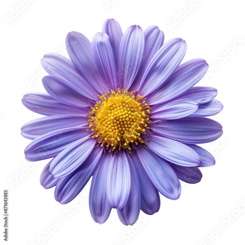 Beautiful aster flower flat lay, top view with vibrant colors and elegant arrangement.