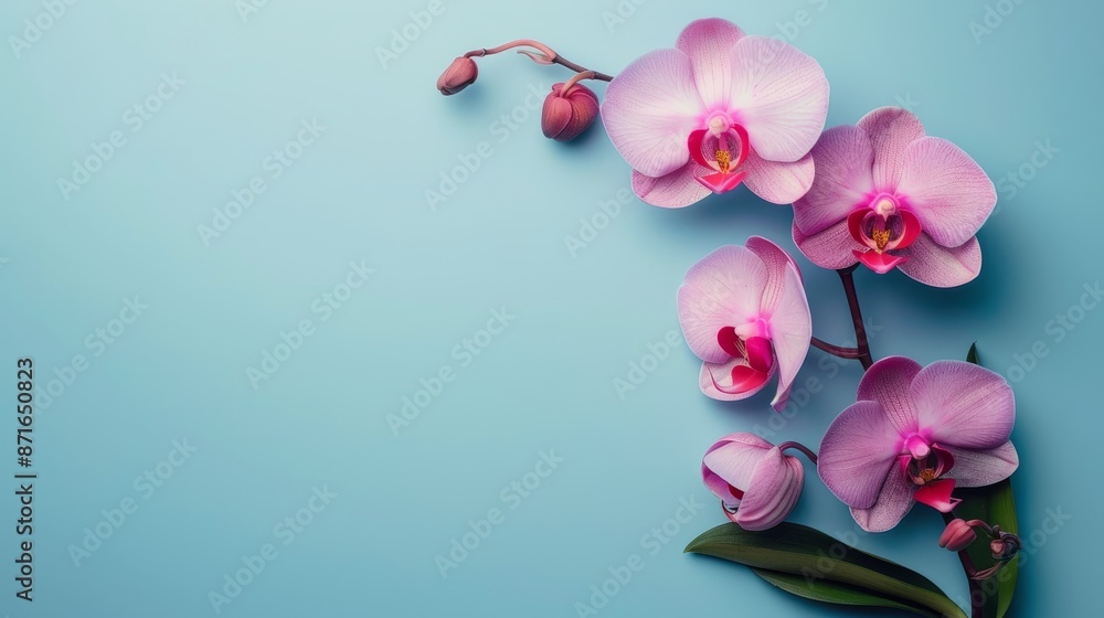 Pink orchid flowers on a blue background Pink orchid flowers on a blue background