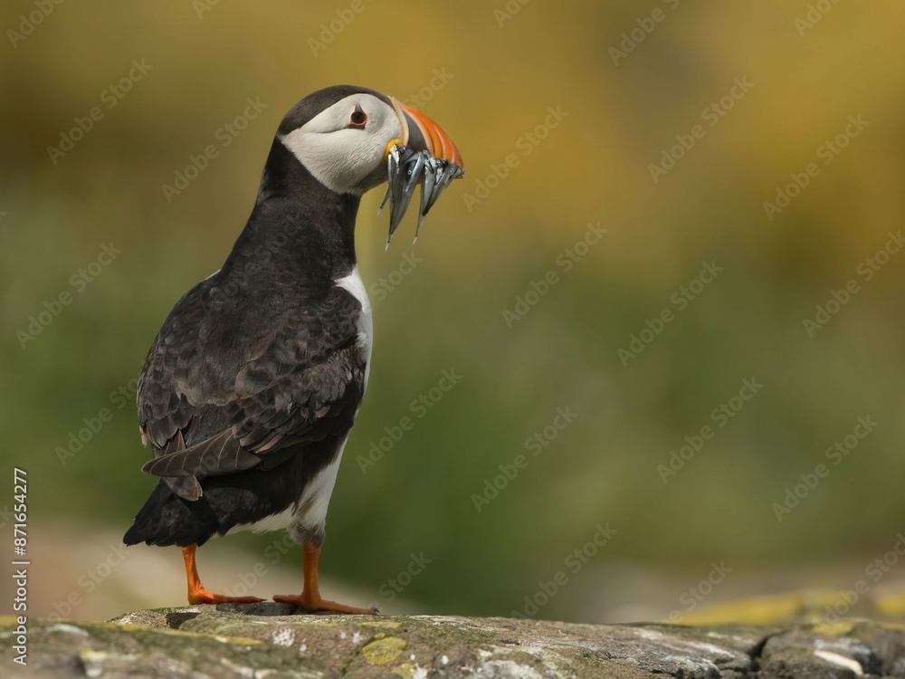 Obraz premium Tufted puffin (Fratercula cirrhata), breeding colony at South Marble Island, Glacier Bay National Park, Alaska, United States of America, North America