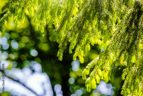 Spruce branches on a green natural background photo