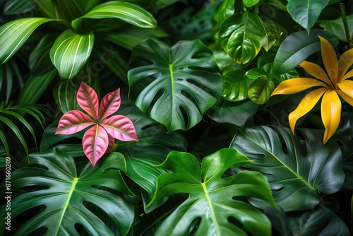 colorful tropical leaves professional photography photo