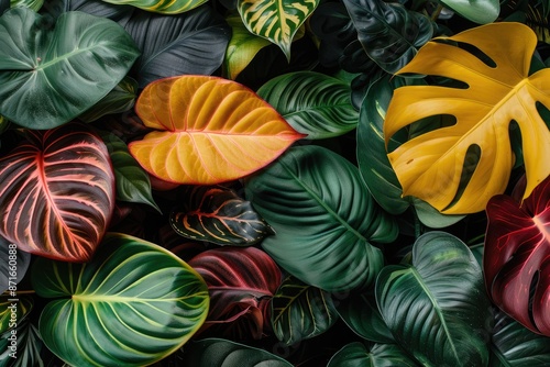 colorful tropical leaves professional photography photo