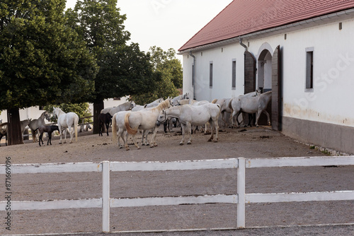 Konstfotografi White Lipizzan horses with its foal outside the stable, grazing in the pasture