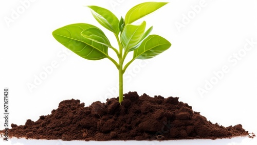 Wallpaper Mural young plant sprout growing from soil isolated on white or transparent png background
 Torontodigital.ca