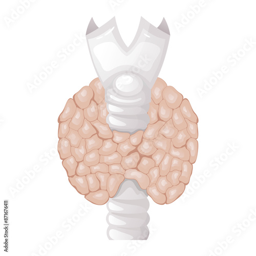 Human thyroid. Anatomy of internal gland organ