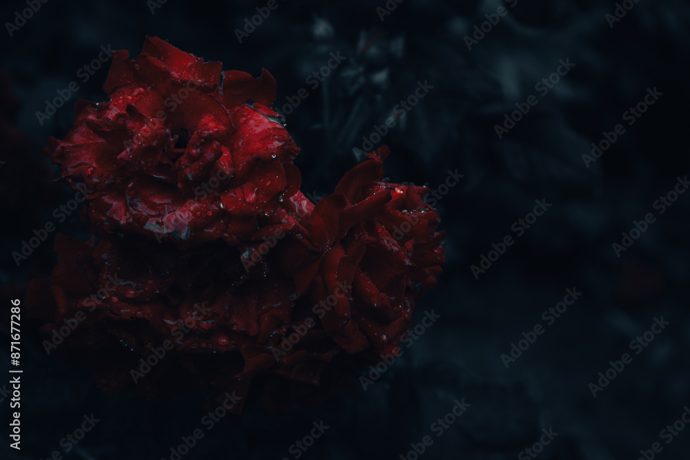 Red roses in rain drops on dark green background. Bouquet of red roses in garden under the rain. Beauty in nature. Love concept. Fragrance of nature. Gothic roses. Dew on red flowers.