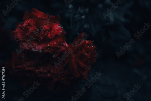 Obraz na płótnie Red roses in rain drops on dark green background. Bouquet of red roses in garden under the rain. Beauty in nature. Love concept. Fragrance of nature. Gothic roses. Dew on red flowers. w salonie