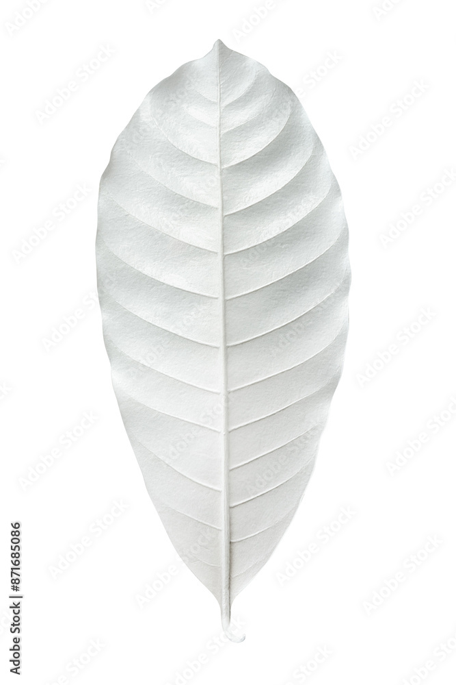 Dry bleached white leaf transparent png Dry bleached white leaf transparent png