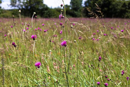 Field with Jurinea mollis flowers photo