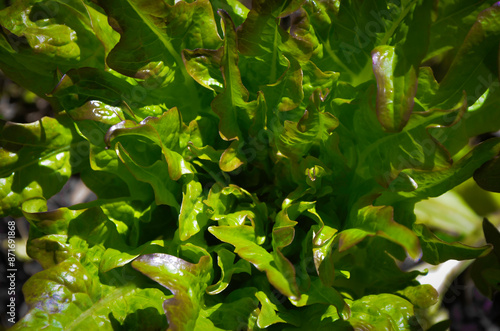 Lechuga orgánica en la huerta photo