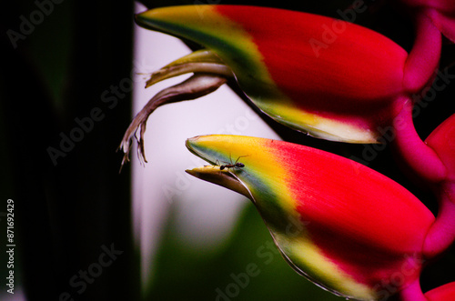 Flor tropical con hormiga