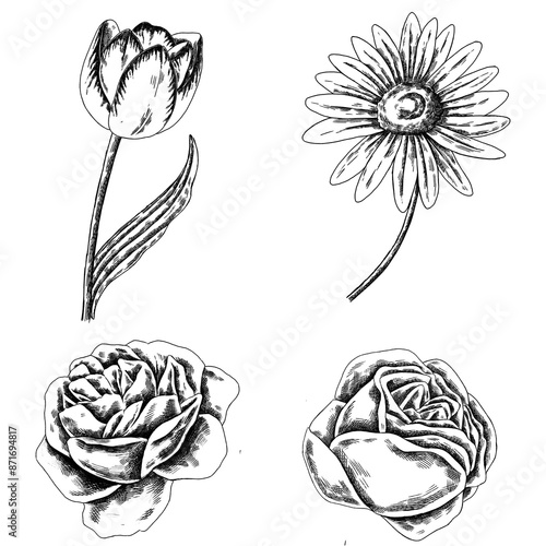 Vintage flower drawing set transparent png