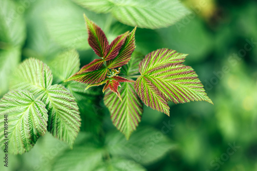 Fresh, young leaves of raspberry bush on a sunny day. Natural green background. Background with leaves. Top view
