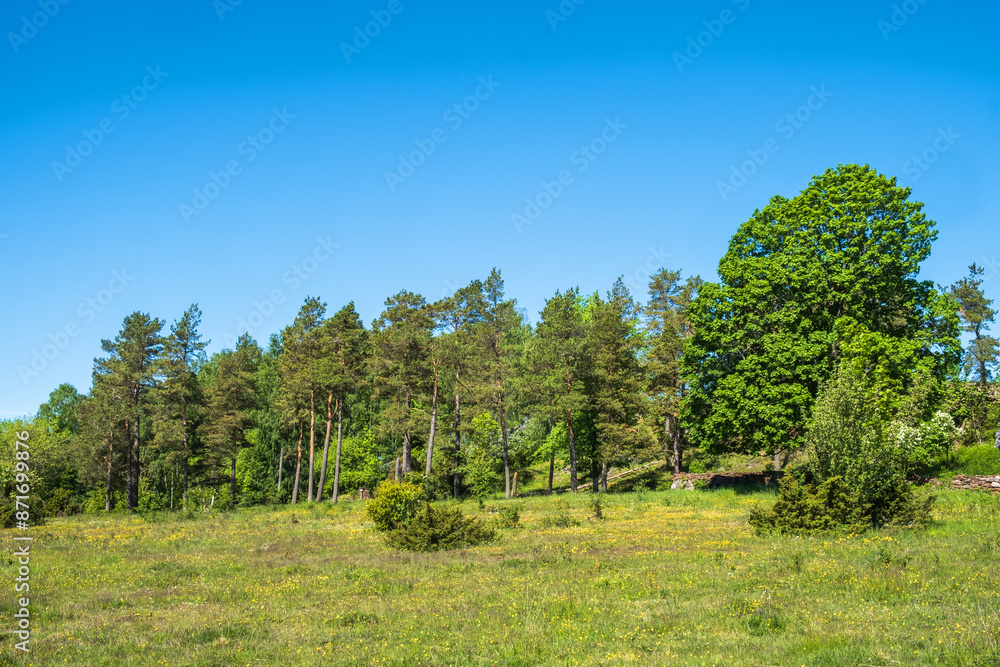 Obraz premium Blooming meadow by a forest edge