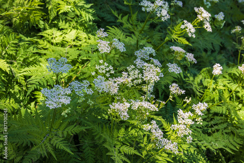 Beautiful Cicely flowers on a meadow photo