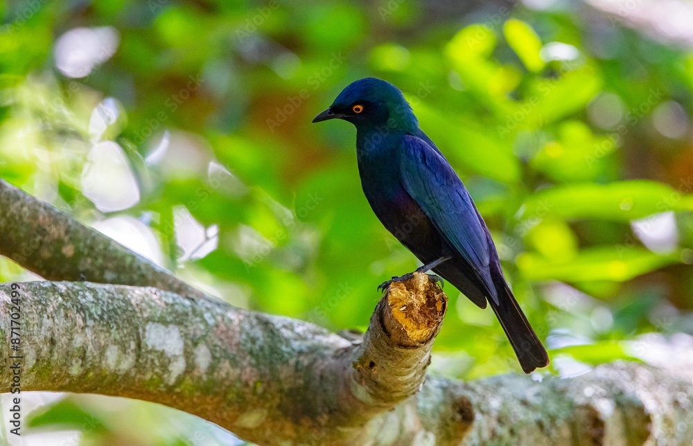Cape glossy starling (Lamprotornis nitens) is a species of starling in the family Sturnidae. It is found in southern Africa, where it lives in woodlands, bushveld and in suburbs. Cape glossy starling (Lamprotornis nitens) is a species of starling in the family Sturnidae. It is found in southern Africa, where it lives in woodlands, bushveld and in suburbs.