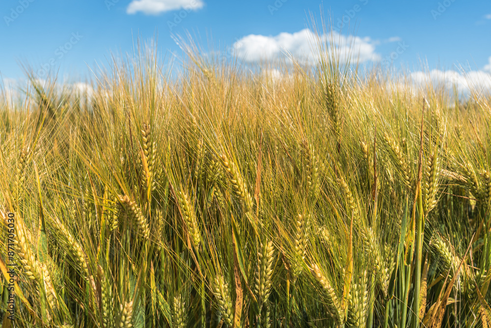 Barley field (Hordeum vulgare) in summer, close-up, Canton of Thurgau, Switzerland Barley field (Hordeum vulgare) in summer, close-up, Canton of Thurgau, Switzerland