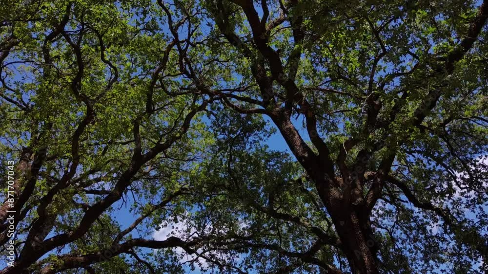 The leaves of the large trees that are close together move in the breeze of the air The leaves of the large trees that are close together move in the breeze of the air