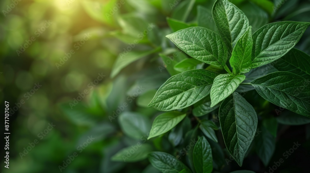 Green plant leaves in sunlight Green plant leaves in sunlight