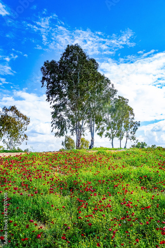 Serene spring morning © Kushnirov Avraham